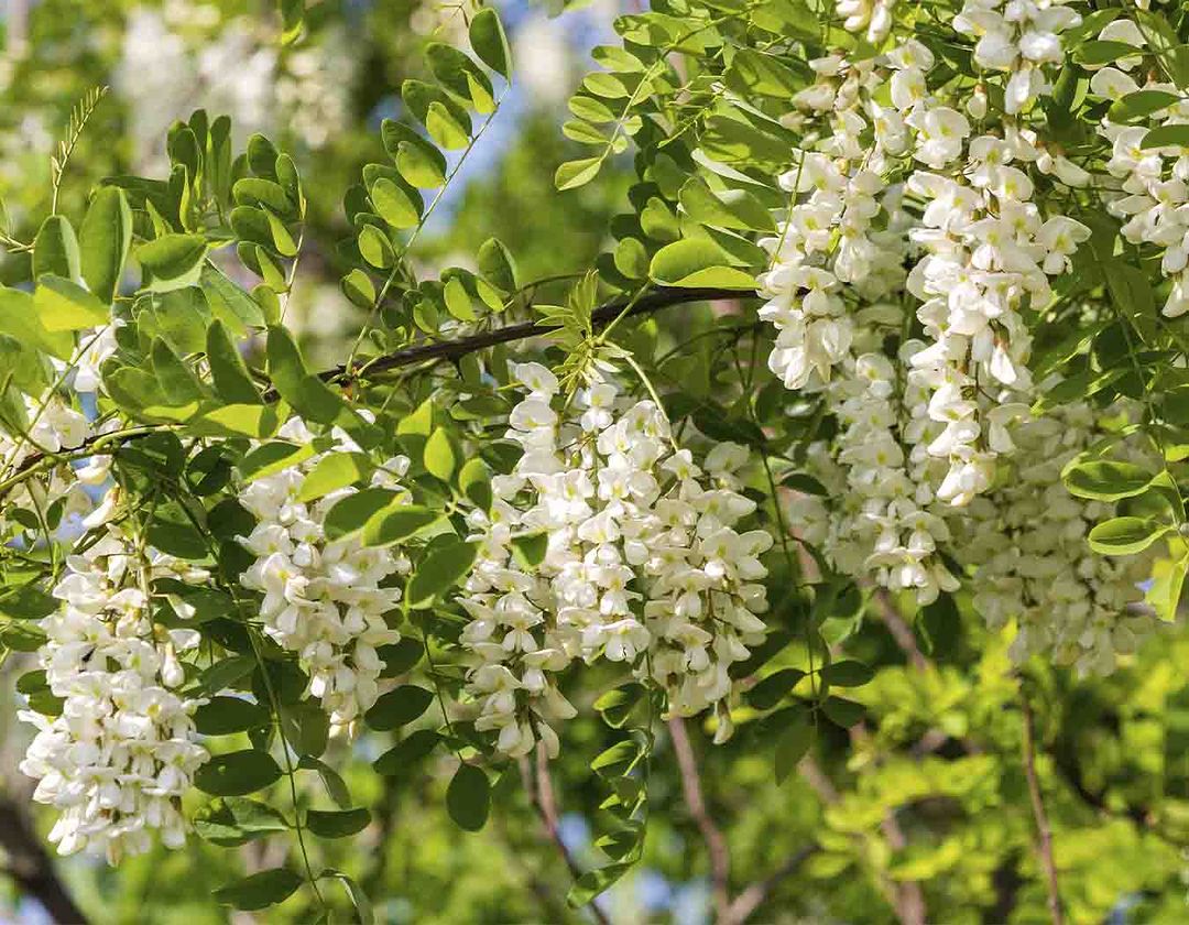 Acacia Frisia